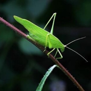 山东鸣虫螽斯活体纺织娘似织螽马竹蛉电报蛉蟋蟀油葫芦昆虫宠物