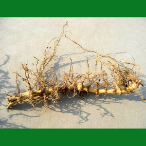 竹竿根 竹根 竹子根 竹叶根 山竹根 竹子根 包邮 中药材 竹鞭竹艺