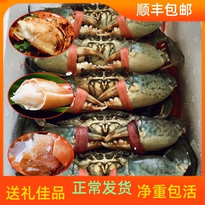 一斤净重 东山岛鲜活大螃蟹野生青蟹满肉菜鲟一级肉蟹公蟹燕母蟹