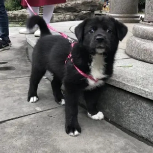 中华田园犬幼犬白色