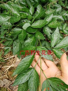 饿蚂蝗 红袍 山蚂蟥 粘身草 胃痛草疳积草中药材植物可做观赏