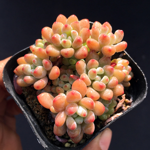 绿豆多肉植物一物一拍