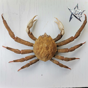 羊毛绒球蟹螃蟹标本海洋节肢动物生物甲壳类教学用具教具科普模型