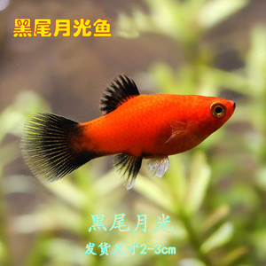 小型热带鱼好养好繁殖胎生鱼黑尾月光米奇三色牡丹红剑活体鱼包邮