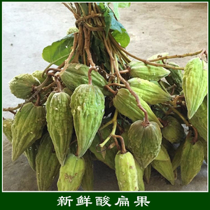 云南特产 野生 新鲜酸扁果 酸爽的味道 青春的怀念 送干粘