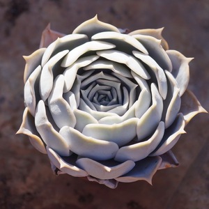 爱花:丽娜莲多肉老桩缀化巨型萌多肉果冻色组合新手带盆一物一拍