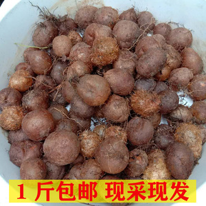 贵州野生中药材石黄皮纯天然新鲜肾蕨果马骝卵凤凰蛋蜈蚣草果包邮