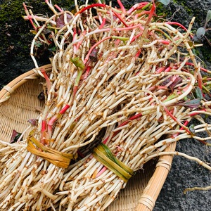 野菜新鲜鱼腥草折耳根茶节节根鱼星草根1斤 满3斤包邮