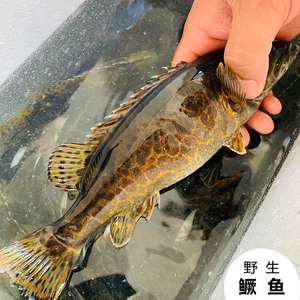 鲜活现杀桂鱼新鲜鳜鱼鳌花鱼淡水鱼桂花鱼500g自然捕获 满2包邮