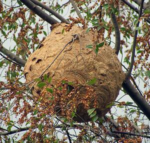 野生马蜂窝露蜂房蜂巢100克12元蜂房 有 完整可做装饰