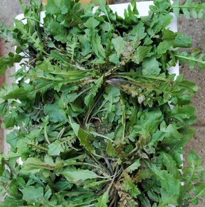 湖北随州广水土特产野生地菜现挖现卖可做春卷饺子馅新品推荐包邮