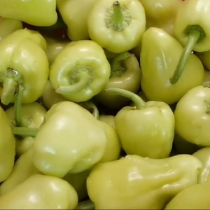 广西农家当季蔬菜新鲜大灯笼白皮椒白玉大泡辣椒酿圆辣椒现摘现卖