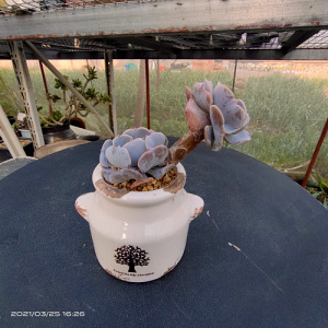 天鹅湖多肉老桩