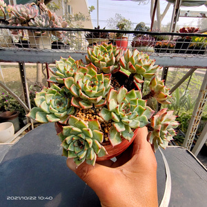 多肉植物沙罗姬