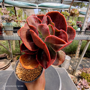 多肉植物 包菜法国皇后老桩 一物一拍