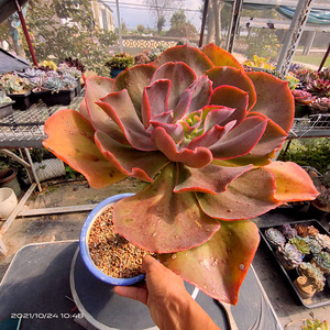 多肉植物 包菜 法国皇后大老桩一物一拍