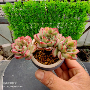 多肉老桩肉肉植物 慈禧群生老桩  一物一拍