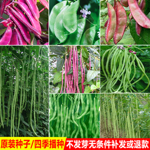 原装蔬菜种子无架豆豆角种子架豆芸豆种籽绿长豆角春夏秋豇豆种子