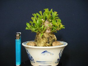 日本雅虎代购-淘宝拼多多热销日本雅虎代购货源拿货 - 阿里巴巴货源