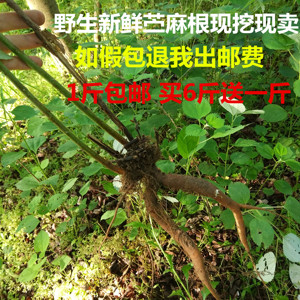 野生新鲜苎麻根,苎麻根苎麻头止血安胎中药材,500克包邮
