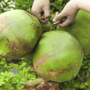 正宗特产海南带皮椰青大个果新鲜当季椰子纯天然水果孕妇补羊水
