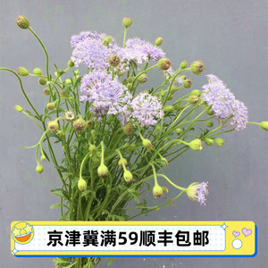 翠珠花 风铃花 松虫草 格桑 米花 千日红 黑种草 王四营鲜花市场