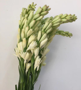 闻香识女人 夜来香 晚香玉鲜花 生日爱情生活家用插花 同城速递