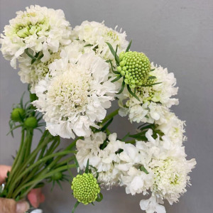 a级松虫草鲜花 娇嫩花材鲜艳暖男生日爱情礼物家庭插花 同城速递