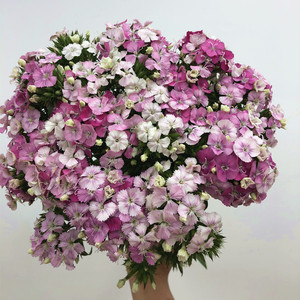 粉色相思梅家居办公室养花插花石竹梅鲜花生日礼物同城闪送速递