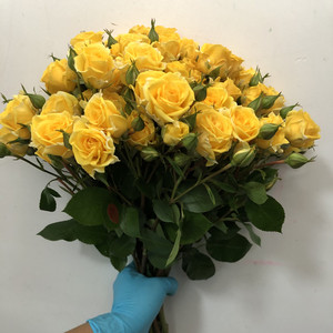 晴天黄多头小玫瑰蔷薇鲜花 a级花卉水培家庭插花好养生日礼物速递