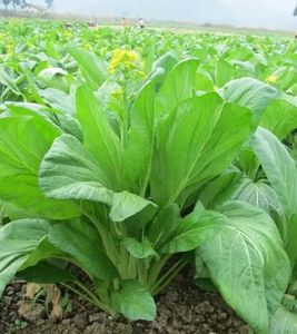 连州特产 无公害农产品新鲜绿色蔬菜 连州迟菜心 广东省内5斤包
