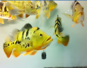 皇冠三间金老虎鱼帝王三间鱼 观赏鱼活体巴西亚鱼 龙鱼配鱼