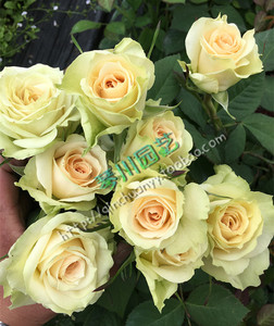 【琴川园艺】雅典娜柯德娜 欧月德国月季大花微月抗病性好直立