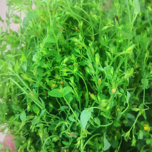 原生态中药材田基黄新鲜地耳草黄金草潮汕草药黄花仔250g无硫干品