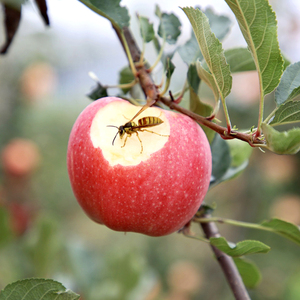 陕西彬州有机红富士苹果新鲜水果脆甜当季整箱水果8斤16粒装