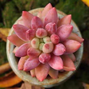 红蜻蜓多肉老桩群生所罗门一物一拍超大包邮室内防辐射绿植吸甲醛