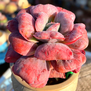 心之月多肉老桩雨滴群生一物一拍超大包邮苞菜系多头含盆带土绿植