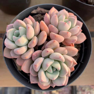 白鹭多肉老桩群生一物一拍白露超大包邮多头桃蛋盆栽含盆带土绿植