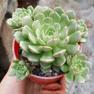 奥维利亚多肉植物群生老桩包邮组合盆栽含盆带土一物一拍防辐射大