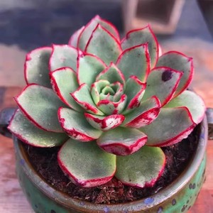 斗牛士多肉老桩超大单头一物一包邮阳台盆栽裸根室内防辐射吸甲醛