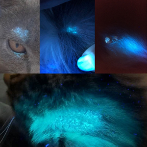 伍德氏灯宠物医院推荐便携动物皮肤病真菌检测猫癣狗藓奶癣趾间炎