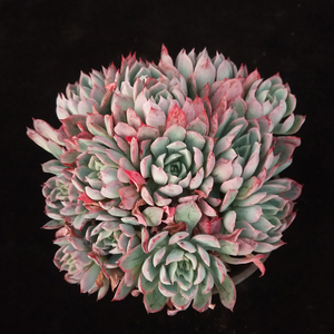 蓝安娜火焰杯多肉