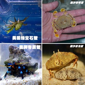 美国绿宝石蟹翻沙黎明蟹面包蟹 蓝脚寄居蟹 海水鱼 活体鱼 观赏鱼