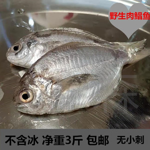 汕尾本港现捕银鲳鱼广东深海鲜活冷冻蓝鲳鱼新鲜肉鲳鱼海水产包邮