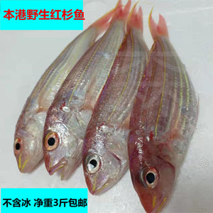 红鱼鲜活