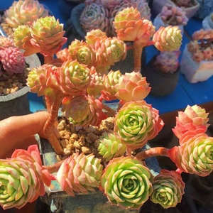 绿蔷薇多肉