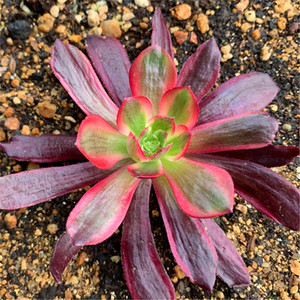 直播23号赤霞飞法师多肉植物莲花掌属一物一拍多肉一品居