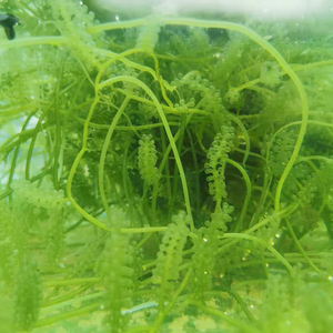 红绿葡萄藻钢丝鹿角藻净水海藻活物小丑鱼珊瑚海水鱼缸造景活水草