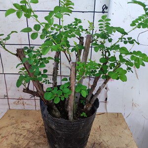 刺梨老桩一物一拍盆景盆栽多杆丛林嫁接月季砧木