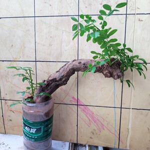 刺梨老桩舍利悬崖临水飘枝盆景盆栽一物一拍生桩